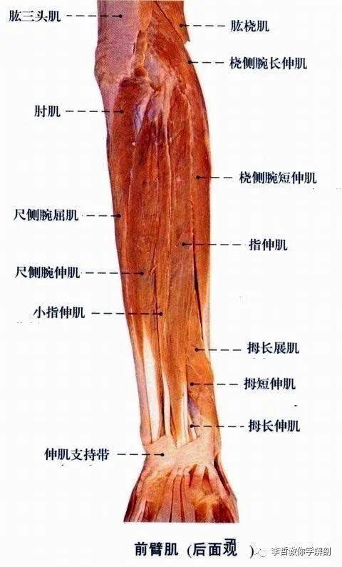 【网球肘】筋膜疗法网球！网球